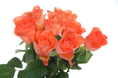 Beautiful orange roses clipart