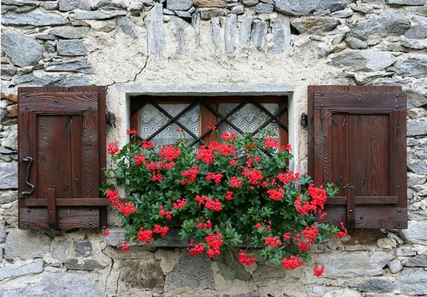 stock image Window with shutters and red flower