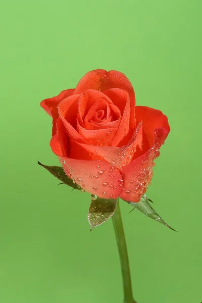 Eine einfache rote Rose mit Wassertropfen — Stockfoto