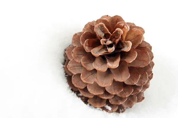 stock image Cone on white snow