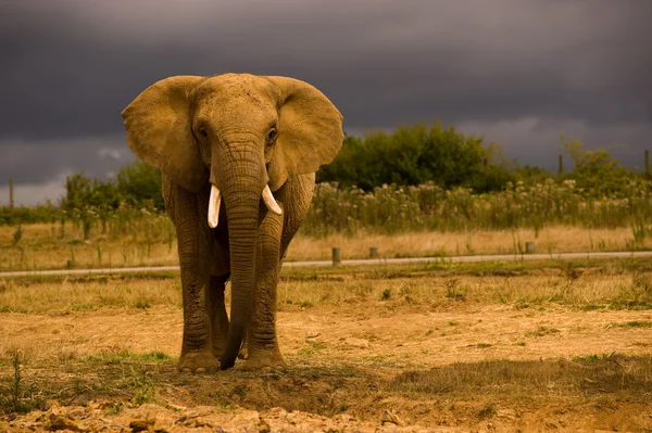 Słoń afrykański Obrazek Stockowy