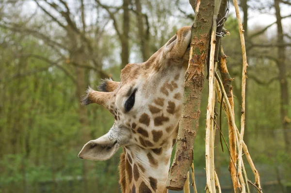 Giraffes head — Stock Photo, Image