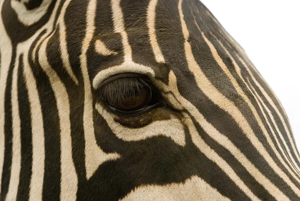 Zebra oog — Stock Photo, Image