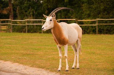 Sabeloryx