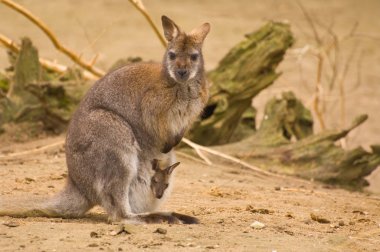 Bennet-wallabie clipart