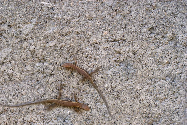 stock image Lizzards