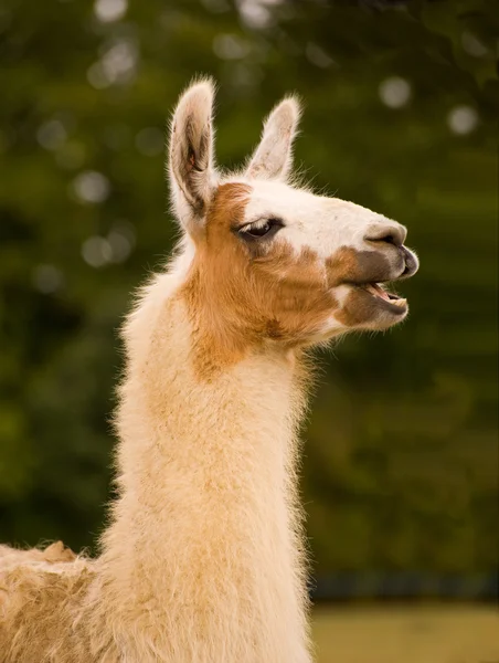 stock image Lama