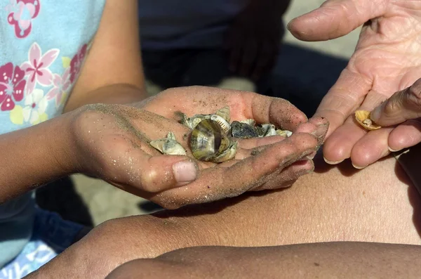 Deniz kabuğu seçimi — Stok fotoğraf