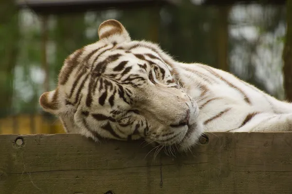 stock image White tiger