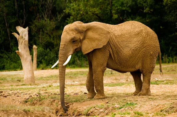 Stock image Elephant