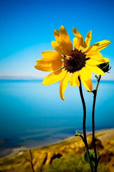 Sonnenblume und Biene — Stockfoto