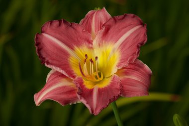 Red and Yellow Daylilly (Hemerocallis) clipart