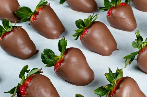 Chocolate Covered Strawberries in Rows — Stock Photo, Image