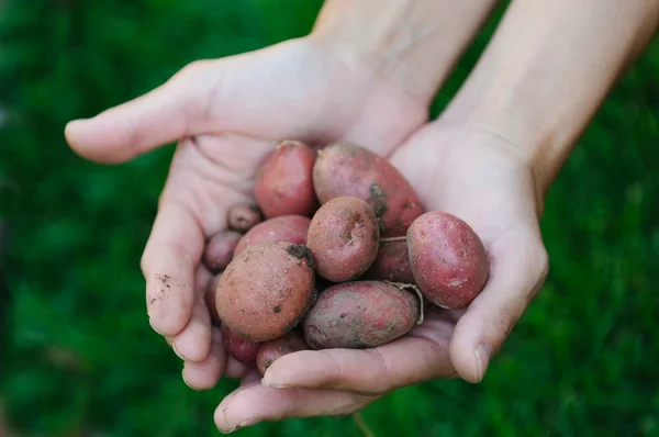 Eller ve patates — Stok fotoğraf