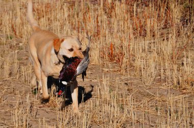 Golden Lab on Retrieve clipart