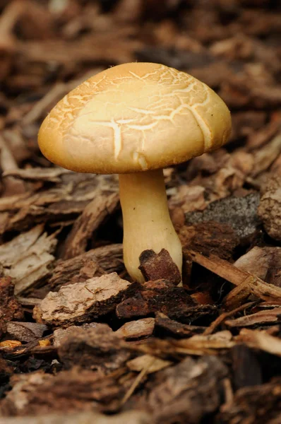 Divoká houba — Stock fotografie