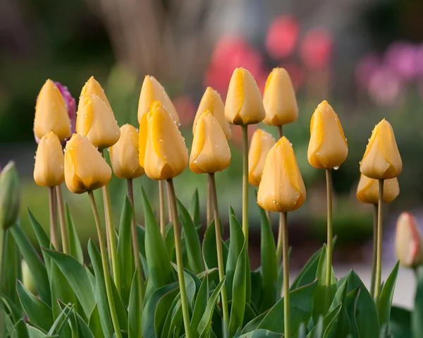 Mokré žluté tulipány — Stock fotografie