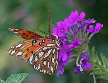 Körfez fritillary kelebek