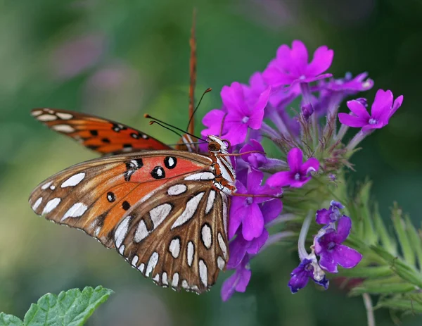 stock image Gulf Fritillary Butterfly