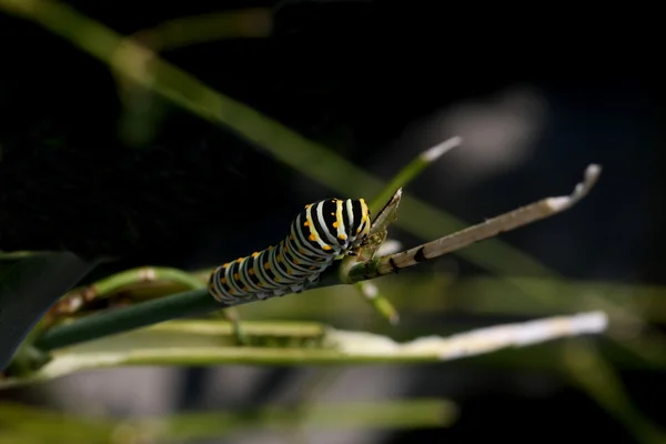 アゲハチョウの幼虫 — ストック写真