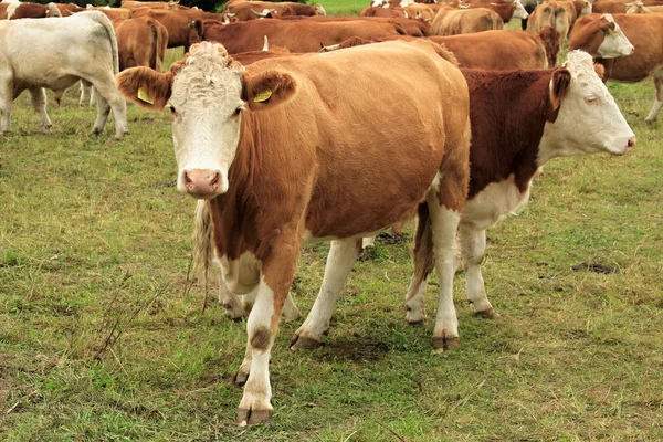 Vaca — Fotografia de Stock