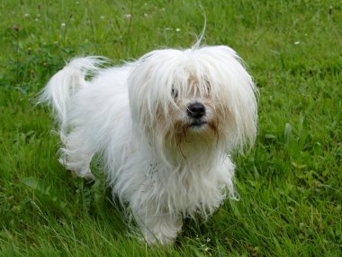 Coton De Tulear