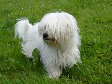 Coton De Tulear