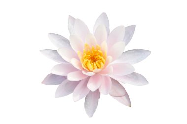 Water lilly clipart