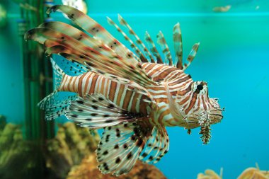 Kırmızı lionfish