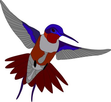 Hummingbird clipart