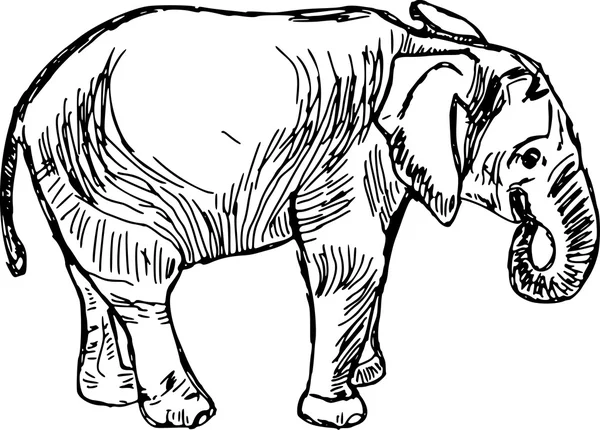 Elefante — Vector de stock