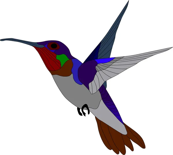 Kolibrie — Stockvector