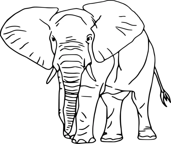 Elefant — Stock Vector