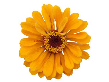 Isolated Zinnia clipart