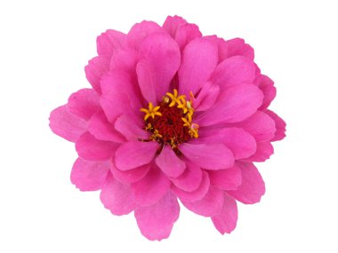 izole zinnia çiçeği