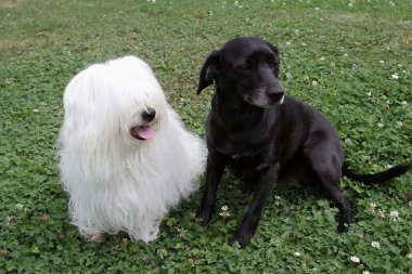 Coton De Tulear