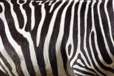 A zebra texture Black and White clipart