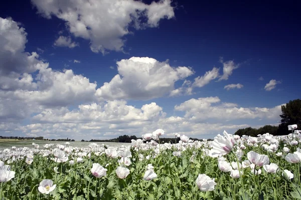 Stock image Field of poppy seed flowers