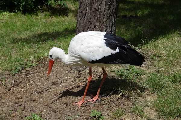 stock image White stork