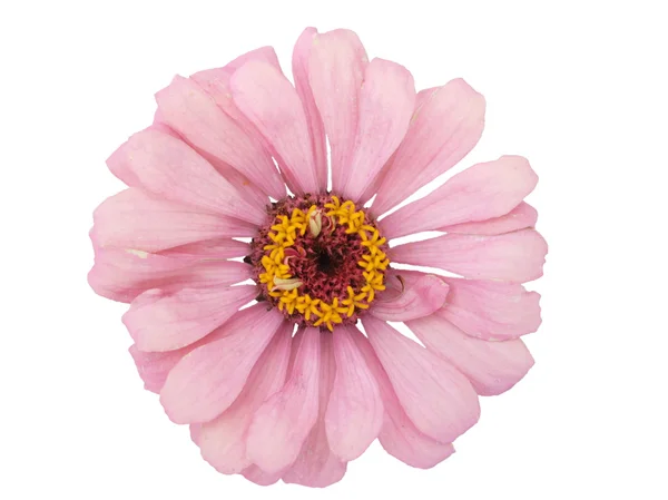 Isolated Zinnia Flower — Stock Photo, Image