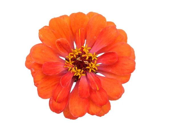 Flor de Zinnia isolada — Fotografia de Stock