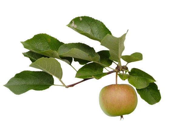 stock image Apple