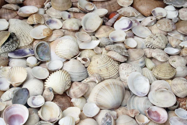 stock image Seashells