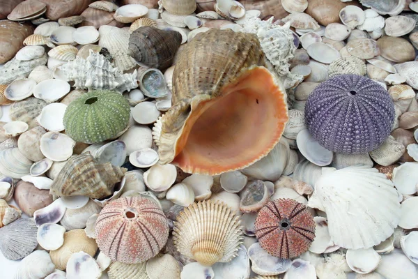 Sea urchins — Stock Photo, Image