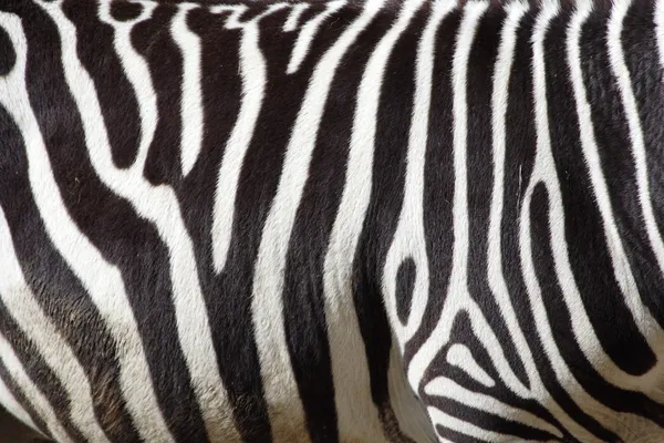 Een zebra textuur zwart-wit — Stockfoto