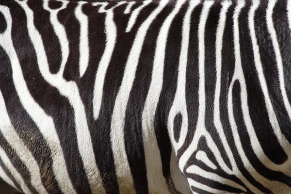 Textura zebra černá a bílá — Stock fotografie