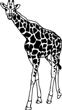 Giraffe clipart