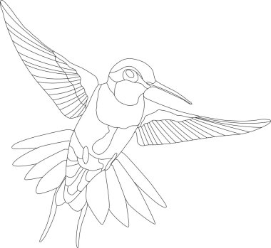 Hummingbird clipart