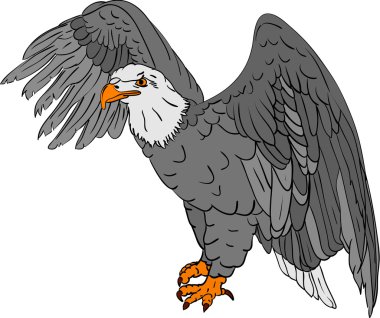 Bald eagle clipart