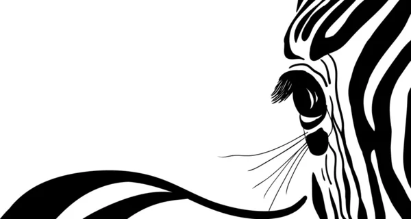 Zebra afiş — Stok Vektör